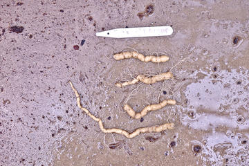 The roots of Ipomea aequatoriensis shown next to a ruler on a muddy floor