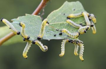 sawfly larvae on a leaf