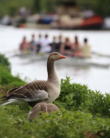 A goose stands in profile amongst greenery, in the background out of focus is a boat fully of rowers