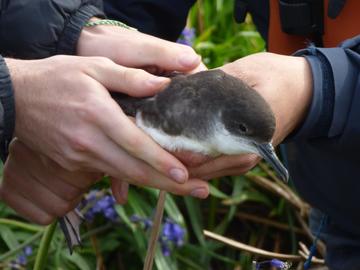 A Manx Shearwater is being held by three hands