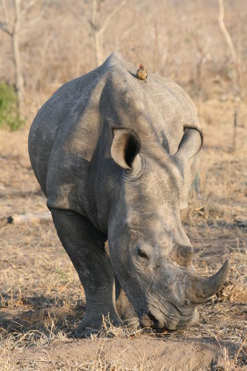 southern white rhino in kruger