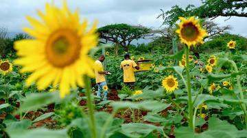 the save the elephants team monitoring a beehive fence in sagalla with sunflowers