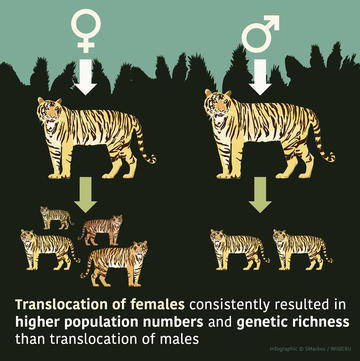 Infographic with illustrated male and female tigers, with the caption: Translocation of females consistently resulted in higher population numbers and genetic richness than translocation of males