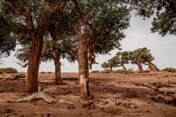 Populus trees in Gobi Desert 