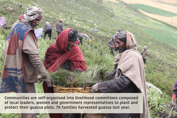 Vc award biodiversity planting guassa with text An image of local communities harvesting guassa last year with the text overlay: Communities are self organised into livelihood committees composed of leaders, women and government to plant and protect guassa pots. 70 families harvested guassa last year.