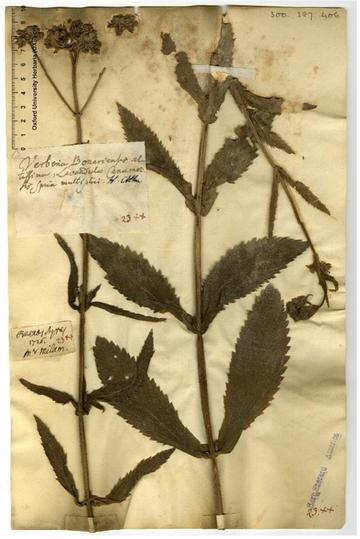 verbena specimen