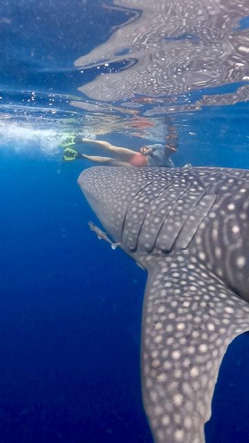 a person snorkels beside a whale shark