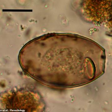 tapeworm egg An optical microscope image of an ovoid tapeworm egg
