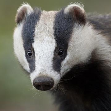 A european badger headshot