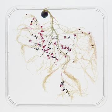 pea root with the nodules showing two different colours that represent two strains of rhizobia competing for nodulation - this is the result of a competition assay
