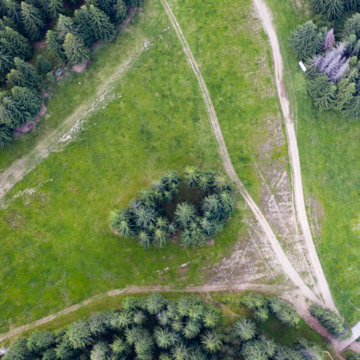 Aerial view of a conifer forest showing patches of trees and cleared ground