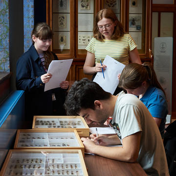 Students gather around boxes of pinned insects with worksheets