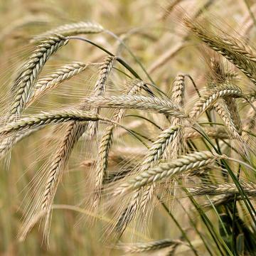 Some ripe ears of barley in a field