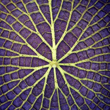 The vascular structure of an amazonian giant waterlily