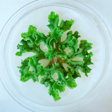 Liverwort plant in a petri dish