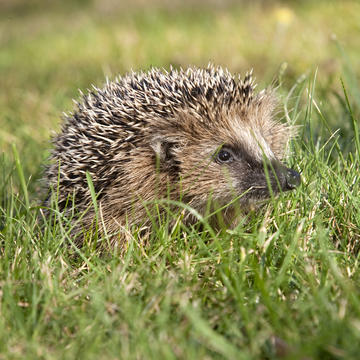 A European Hedgehog in grass