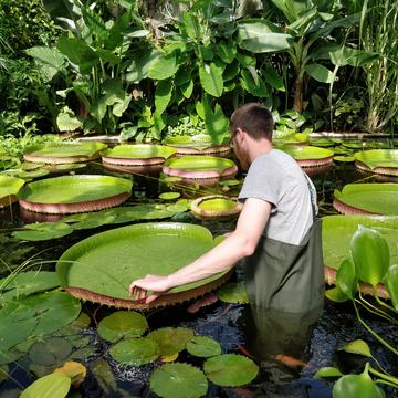 A researcher wearing waders stands in the Oxford Botanic Garden's waterlily pond. They are side on the camera and are touching a waterlily