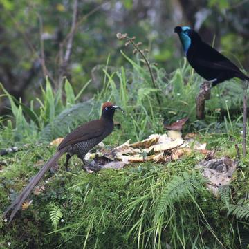 paradise birds