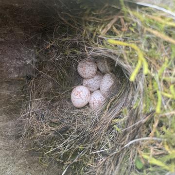 great tit eggs in nest