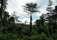 An image of a logged forest