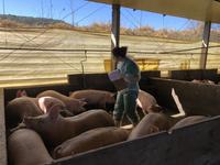 A woman in PPE and holding a clip board walks amongst pigs in a pen