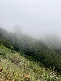 A mountainside with plants shrouded in cloud