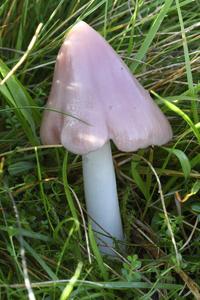 a pink waxcap mushroom