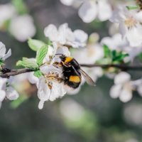 bee on cherry tree in blossom