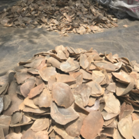 A pile of Seized pangolin scales in Nigeria