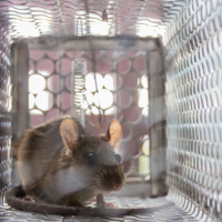 A brown rat is pictured in a wire-mesh trap