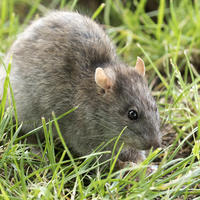 A brown rat on grass