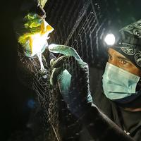 An image at night of Ricardo Rocha conducting field work under the light of head lamp. 