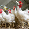 A handful of broiler chickens are standing in an indoor barn. The photo is taken from a low angle
