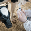 A vet prepares a vaccine beside a calf