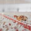 chicken farm