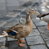 Two mallard ducks stand on paved road