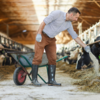 Person feeding cows