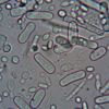 generic bacteria