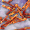 Tuberculosis bacteria, illustration