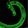 Confocal microscope image of a Parasitic Worm in green on a black background