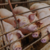 A group of pigs with their noses against a metal fence